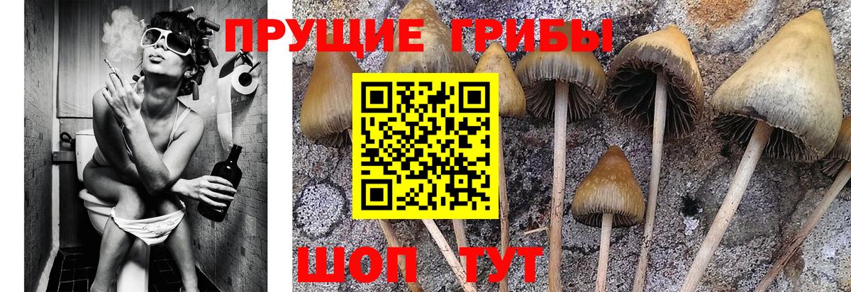 Иваново  купить закладку  Вход с VPN  Псилоцибиновые грибы Psilocybine cubensis 